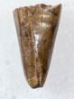 Tyrannosaur Premax Tooth (Aublysodon) - Montana #17581-1